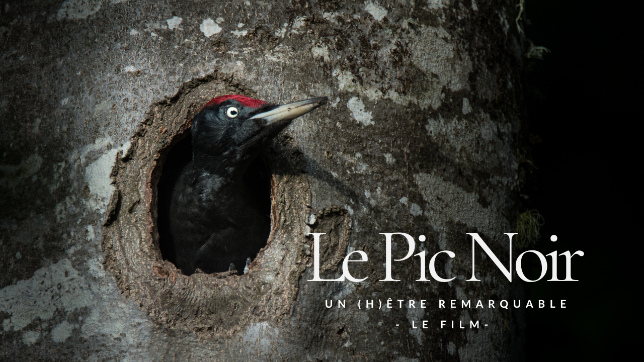 Pic noir