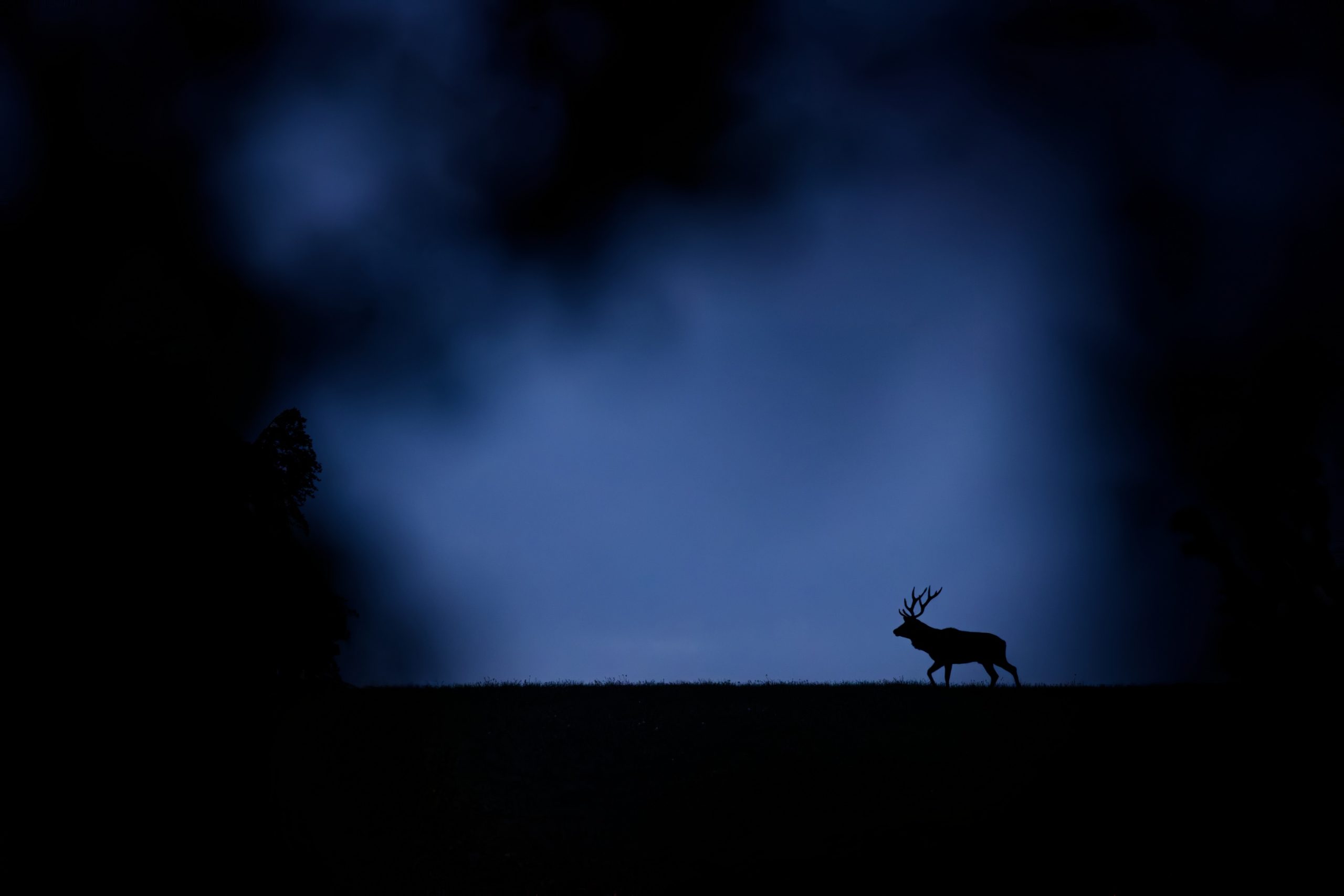 Cerf silhouette